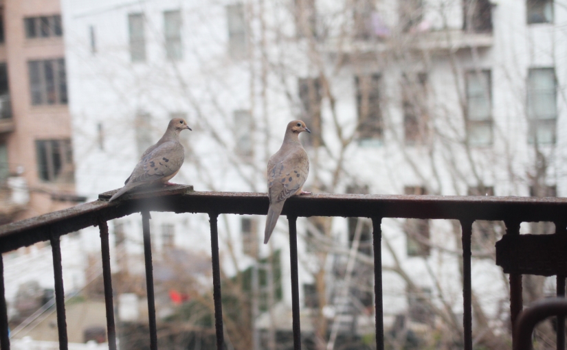 Mourning Doves on Fire Escape